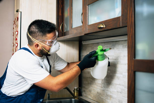 Best Insect Control  in Dolgeville, NY